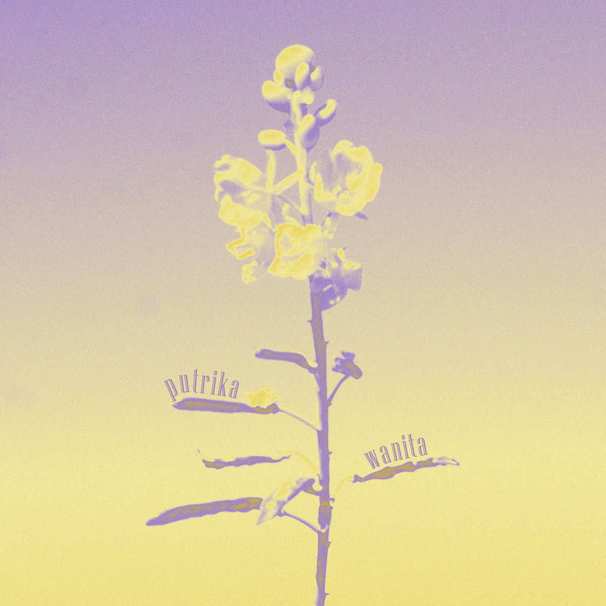 Wanita album cover: a flowering stem in yellow and lavender against a lavender to yellow sky